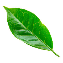 Obraz premium Ceylon tea green leaf, isolated on transparent background. PNG element.