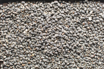 overhead view of blue speckled beans, top view of nigerian army beans, speckled heirloom beans in a tray