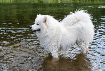 Playful Samoyed Dog in Water.