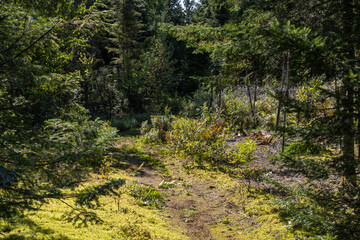 Fototapeta premium Sun shines on a winding forest trail, with trees casting dappled light on moss covered ground. Perfect for hiking, exploring nature's beauty. Dense undergrowth adds to idyllic feel. Selective focus