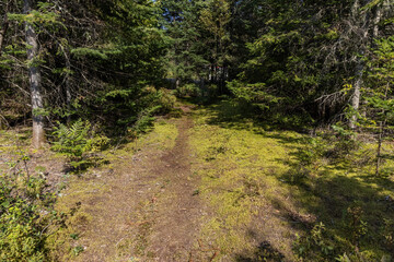 Serene hiking trail winds through a lush forest on a sunny day, perfect for adventure and exploration in untouched wilderness. Selective focus