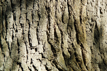 bark of old oak