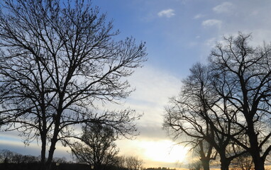 Trees and sunset during spring in April 2024. Skokloster, Sweden.