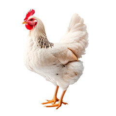 Fototapeta premium Chicken, isolated on transparent background. PNG element.
