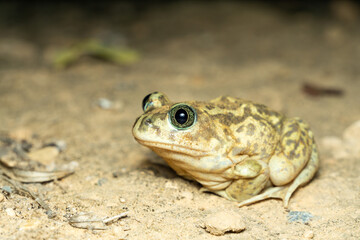 Close-Up of Toad on Sandy Ground in Natural Habitat