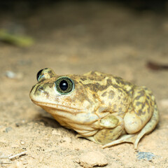 Close-Up of a Toad in Natural Habitat on Sandy Ground