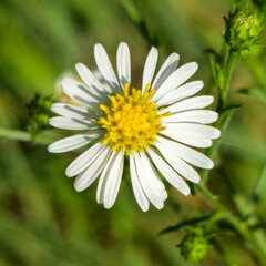 Fototapeta premium white flower