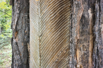 cuts on pine trunk, traces on bark after resin treatment, collecting resin