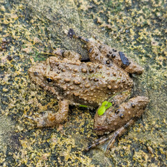 toad on the ground