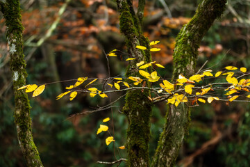 yellow flowers in the forest