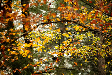 autumn leaves background