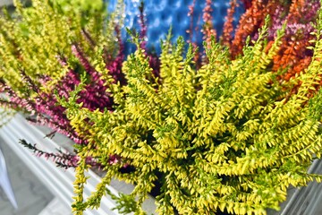 Obraz premium copy space . pink and white green small heather flowers . celebration decor . halloween