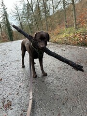 Labrador 