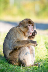 Barbary macaque ape, rhesus monkey, wildlife of North Africa, habitat jungle
