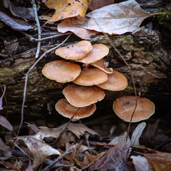 mushrooms on the tree