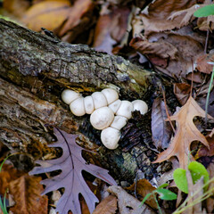 mushrooms on a tree