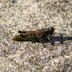 grasshopper on the ground