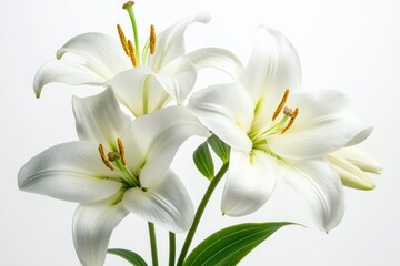 Beautiful Arrangement of White Lilies on a Bright Background
