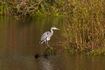 Grey heron in the pond surrounded by autumn colours, red colours on the lake, autumn colours reflected on the pond, grey heron on rotten log in the lake
