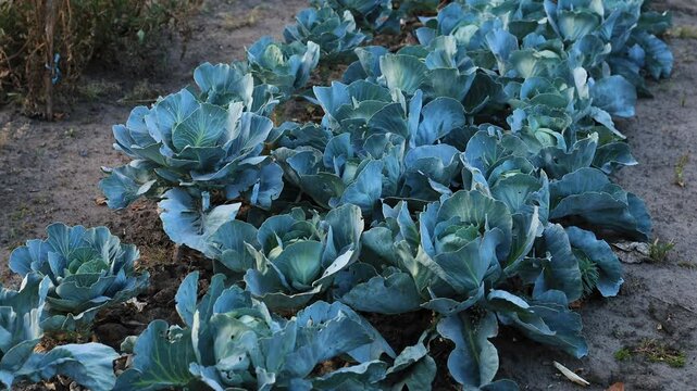 Bright blue cabbage in the garden in a row