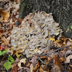mushrooms in the forest