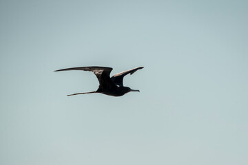 magnificent frigatebird bird in flight wings in Costa Rica