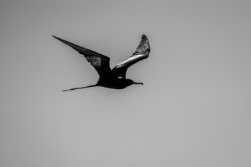 magnificent frigatebird bird in flight wings in Costa Rica
