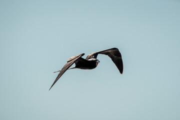 magnificent frigatebird bird in flight wings in Costa Rica