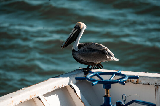 pelican on the dock
