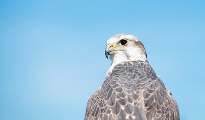 Gyrfalcon portrait, blue sky, wildlife, raptor bird of prey, habitat, Falco rusticolus