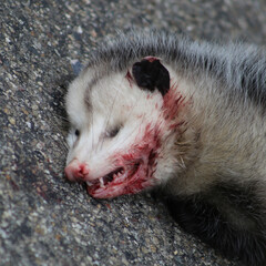 Dead Opossum 