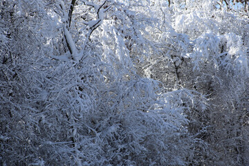 Snow Covered Trees
