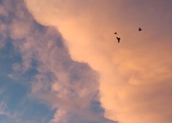 flying in the sky © Miosz