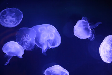 jelly fish in aquarium