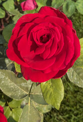 red rose in garden