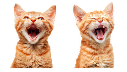 Set of happy cat, isolated on transparent background. PNG element.