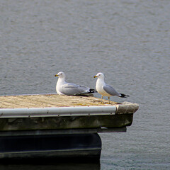 seagulls on the pier