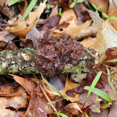mushrooms in the forest
