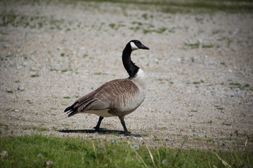 Canadian Goose