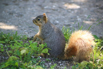 Ground Squirrel