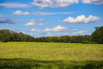 Fototapeta premium field of grass and sky