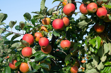 Ripe red apples growing on the tree, healthy fruits on platation, harvest in summer or autumn, agriculture farm, garden