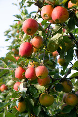 Ripe red apples growing on the tree, healthy fruits on platation, harvest in summer or autumn, agriculture farm, garden