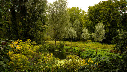 Bright spring time in the woods