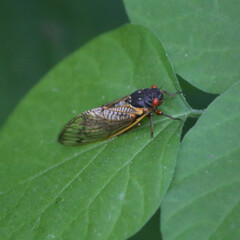 Red Eyed Cicada
