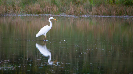 Great Egret is standing in the pond, wildlife of wetland, water bird in nature habitat, white heron