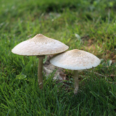 mushroom in the grass