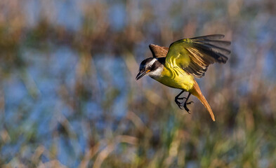 Images of Benteveo Comun and Picabuey ( Great Kiskadee and Cattle Tyrant ) in Argentine winter afternoons.