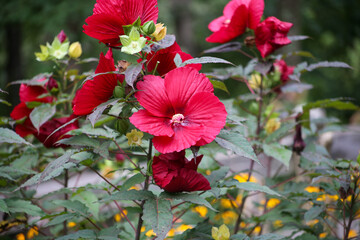 red flowers in garden