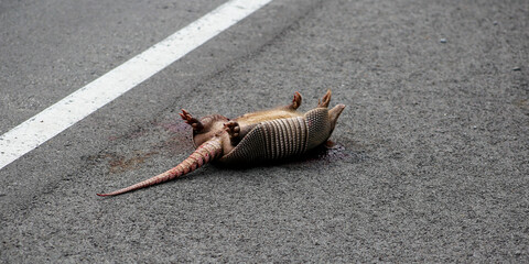 Dead Armadillo